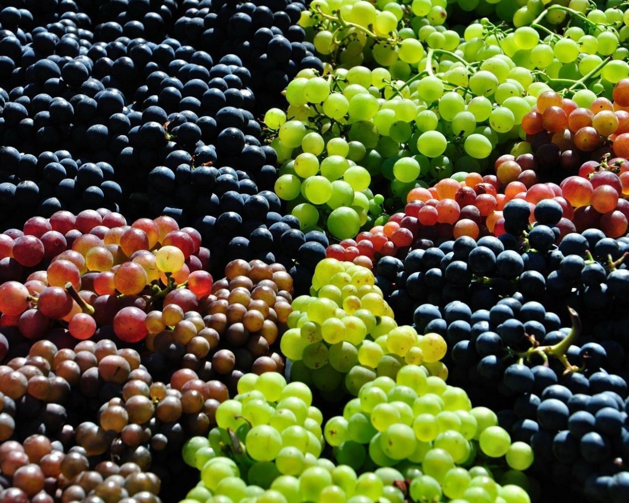 image of a grape harvest