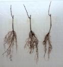 rooted grapevine cuttings